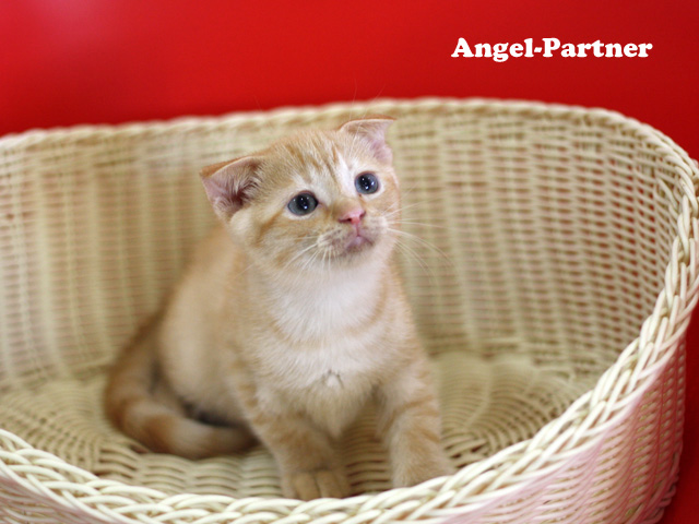 スコティッシュフォールドの子猫画像
