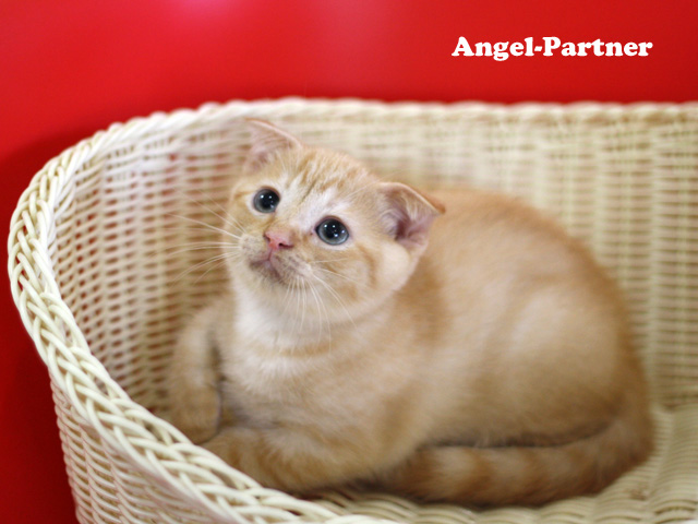 スコティッシュフォールドの子猫画像