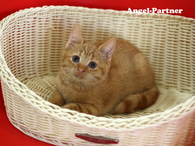 スコティッシュフォールドの子猫画像