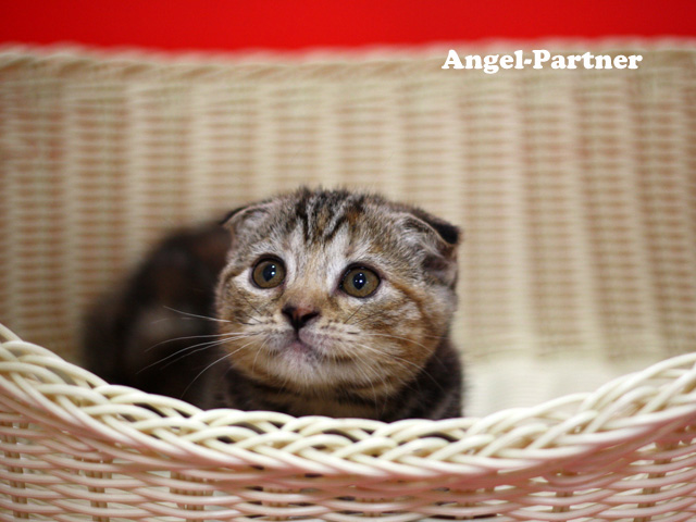 スコティッシュフォールドの子猫画像