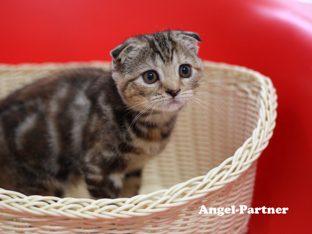 スコティッシュフォールドの子猫画像