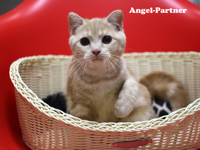 スコティッシュフォールドの子猫画像