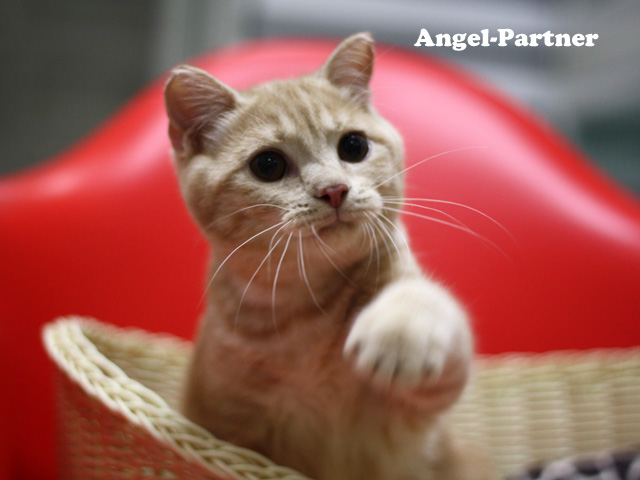 スコティッシュフォールドの子猫画像