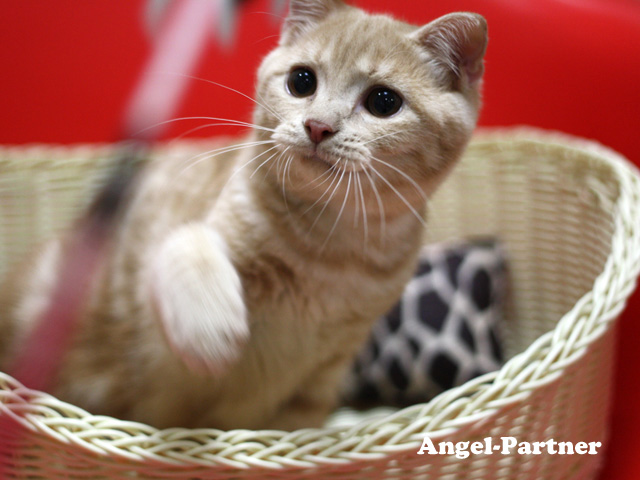 スコティッシュフォールドの子猫画像