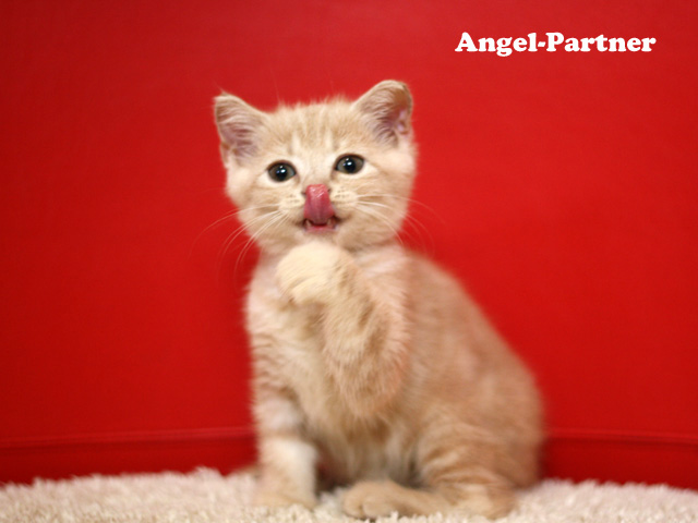 スコティッシュフォールドの子猫画像
