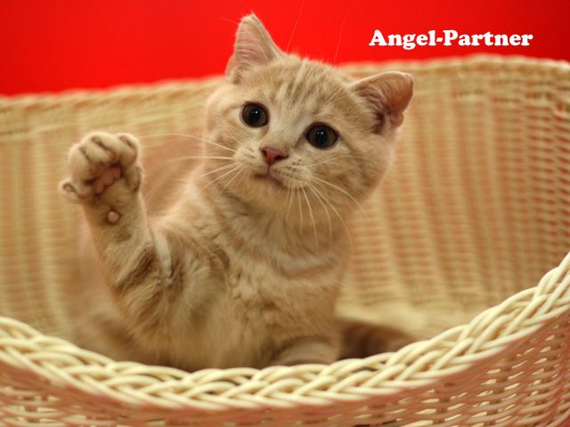 スコティッシュフォールドの子猫画像