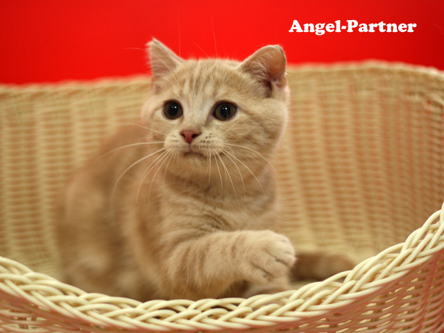 スコティッシュフォールドの子猫画像