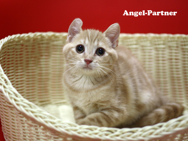 スコティッシュフォールドの子猫画像