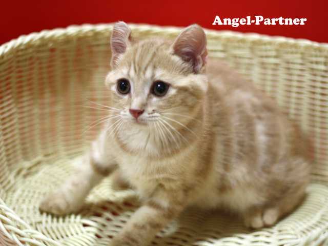 スコティッシュフォールドの子猫画像