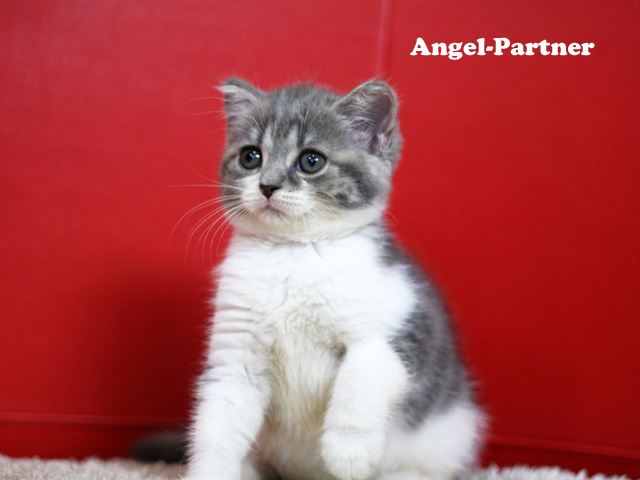 スコティッシュフォールドの子猫画像