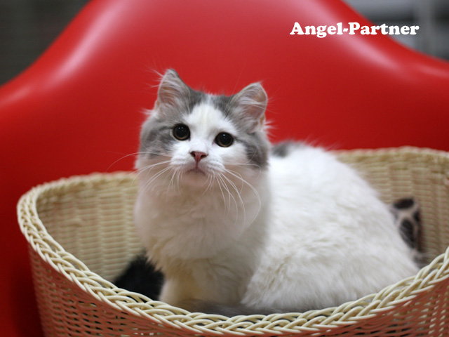 スコティッシュフォールドの子猫画像