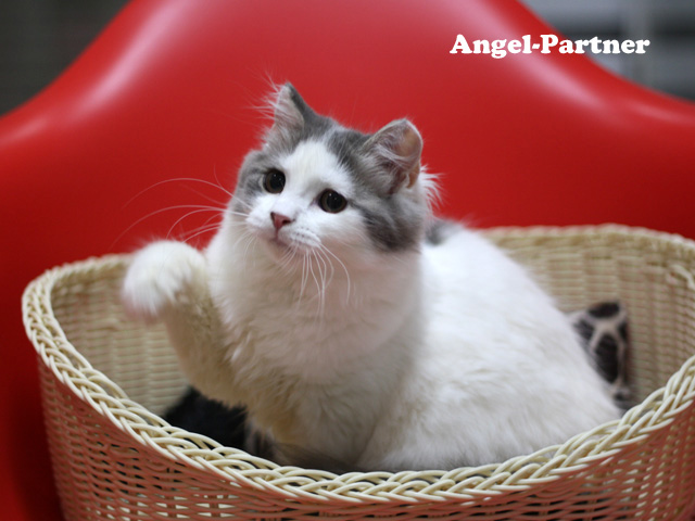 スコティッシュフォールドの子猫画像