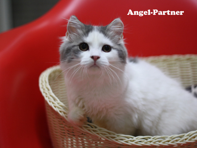 スコティッシュフォールドの子猫画像