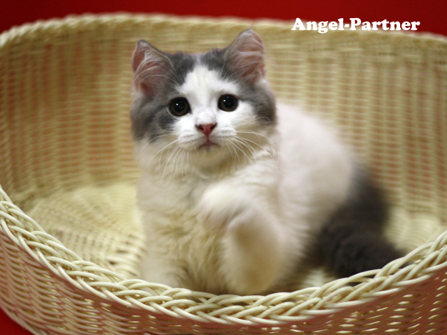 スコティッシュフォールドの子猫画像