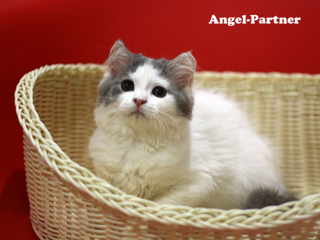 スコティッシュフォールドの子猫画像