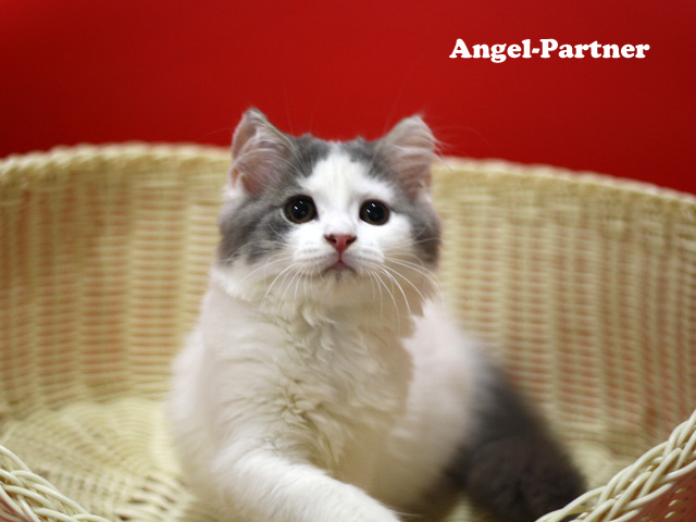 スコティッシュフォールドの子猫画像