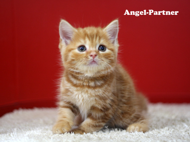 スコティッシュフォールドの子猫画像