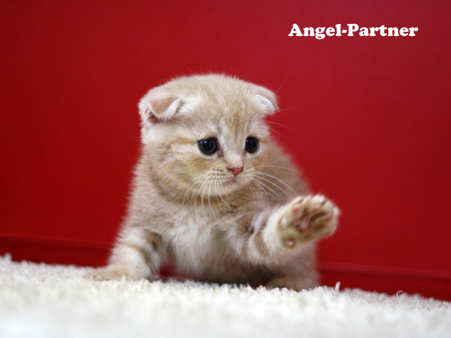 スコティッシュフォールドの子猫画像