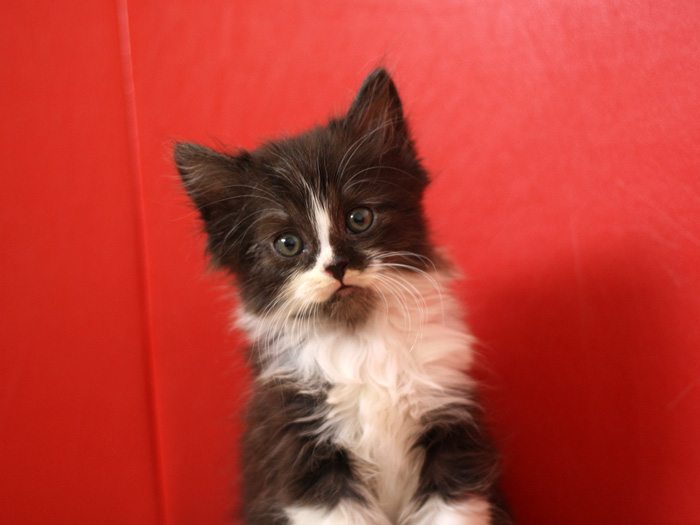 スコティッシュフォールドの子猫画像