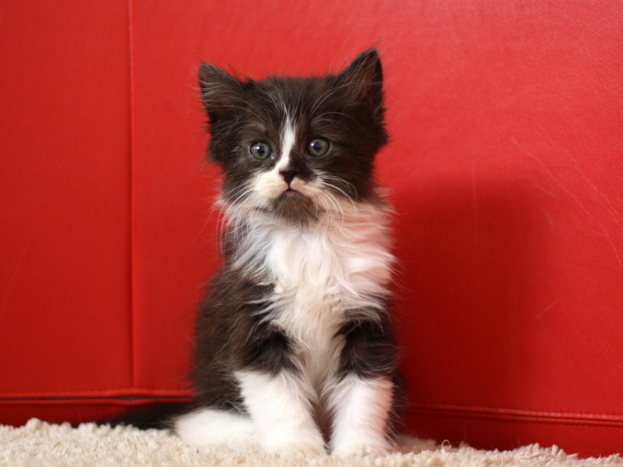 スコティッシュフォールドの子猫画像