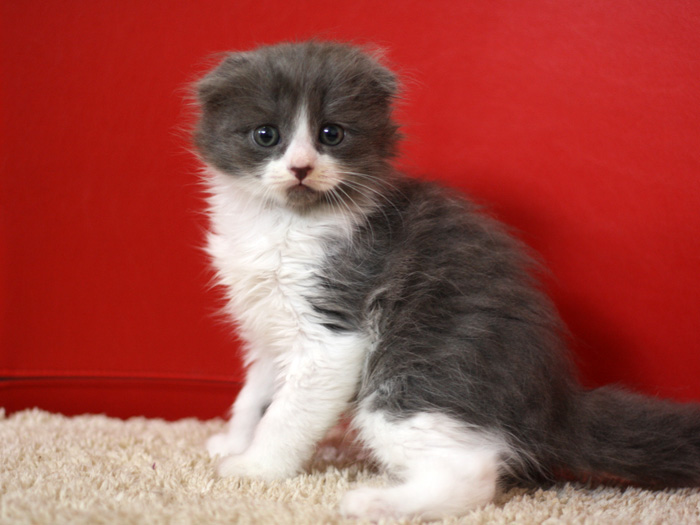 スコティッシュフォールドの子猫画像