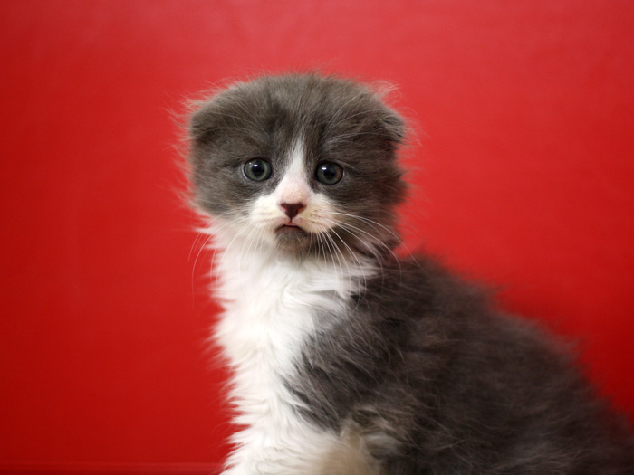スコティッシュフォールドの子猫画像