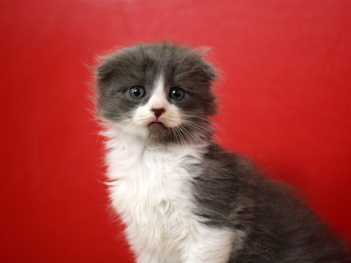 スコティッシュフォールドの子猫画像