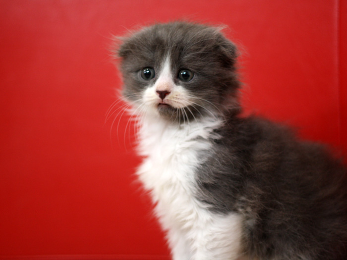 スコティッシュフォールドの子猫画像