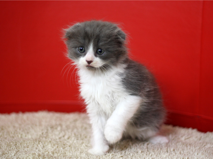 スコティッシュフォールドの子猫画像