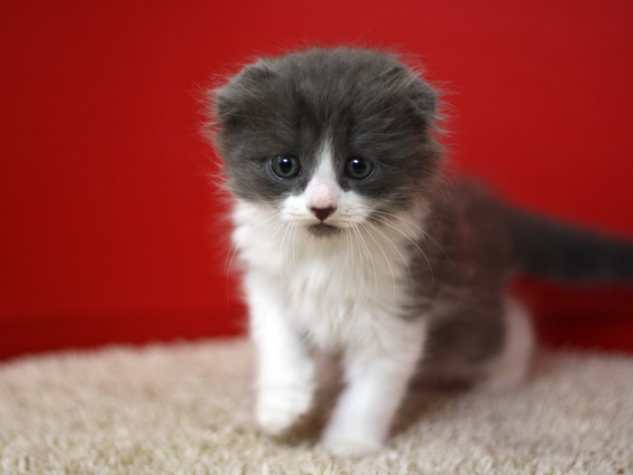 スコティッシュフォールドの子猫画像