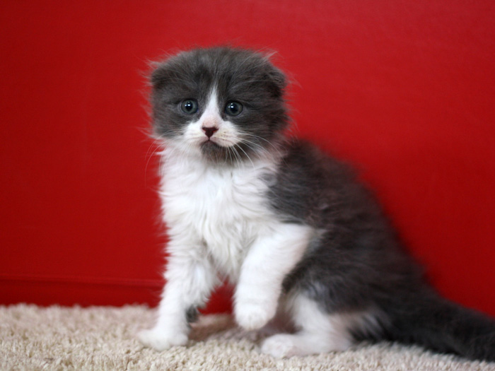 スコティッシュフォールドの子猫画像