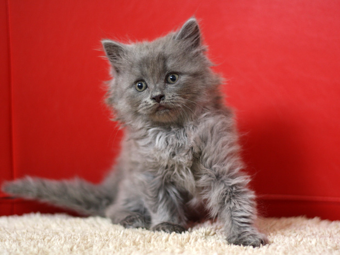 スコティッシュフォールドの子猫画像