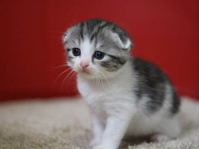 スコティッシュフォールドの子猫画像