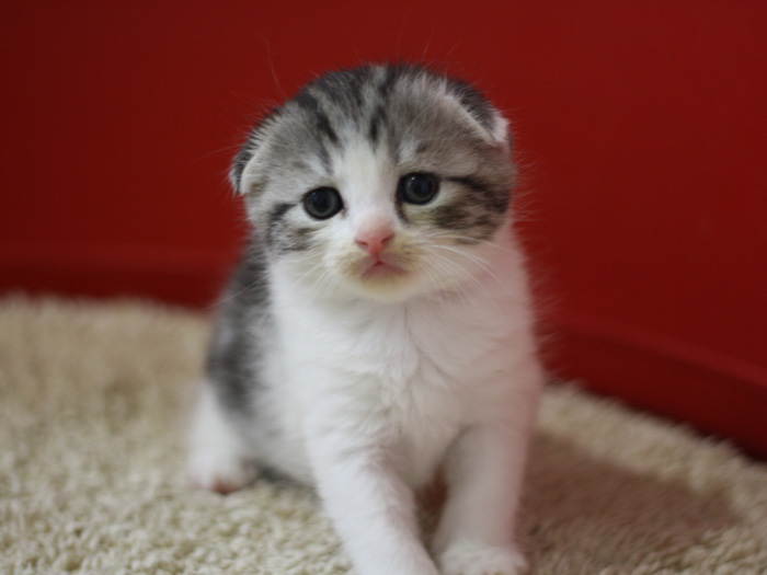 スコティッシュフォールドの子猫画像