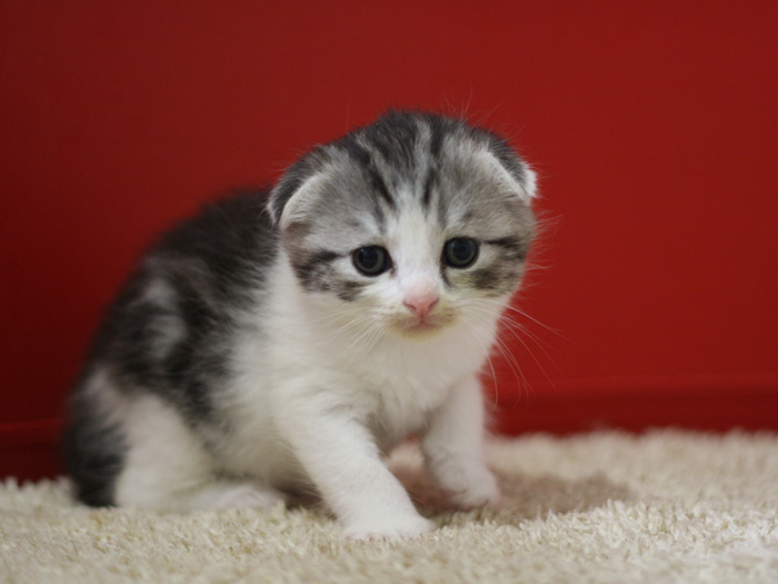 スコティッシュフォールドの子猫画像
