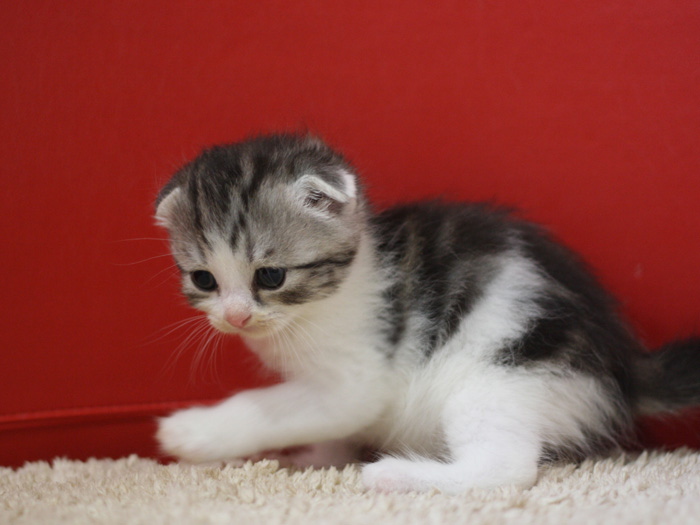 スコティッシュフォールドの子猫画像
