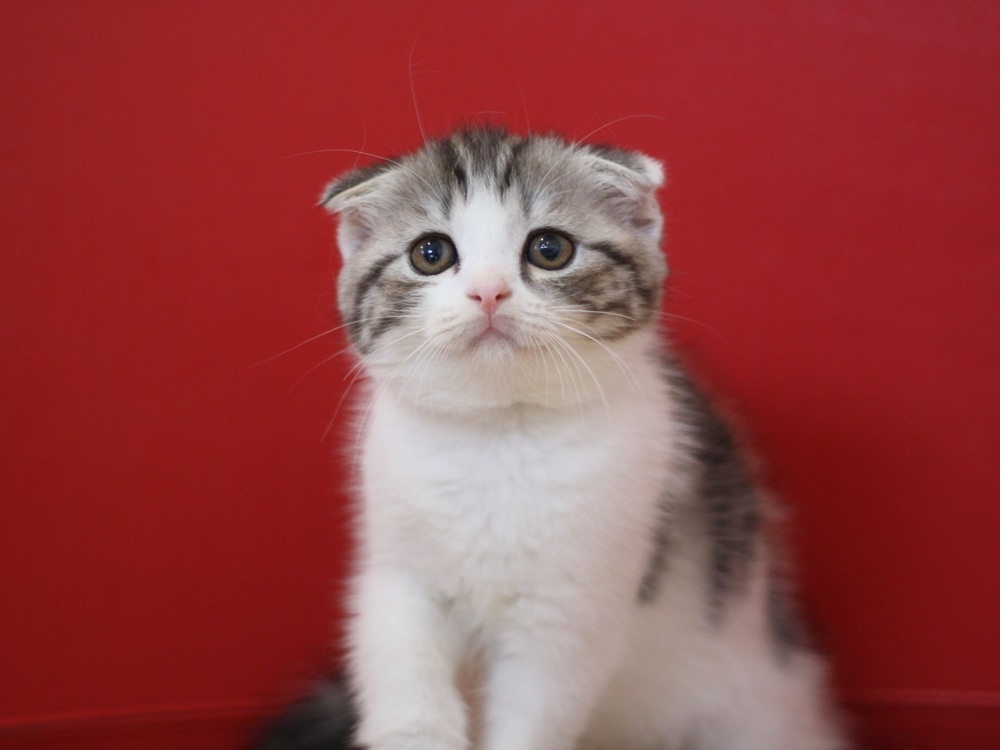 スコティッシュフォールドの子猫画像