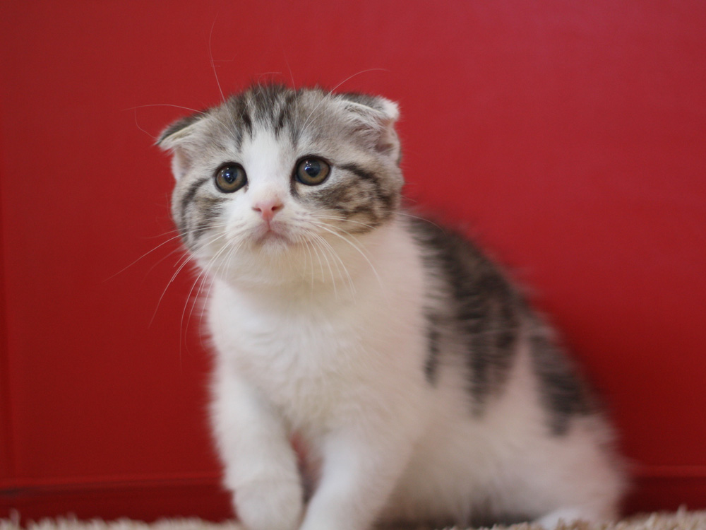 スコティッシュフォールドの子猫画像
