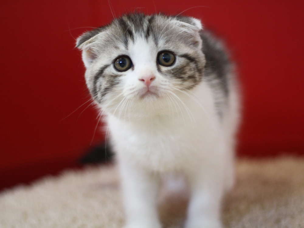 スコティッシュフォールドの子猫画像