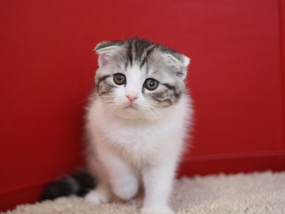 スコティッシュフォールドの子猫画像