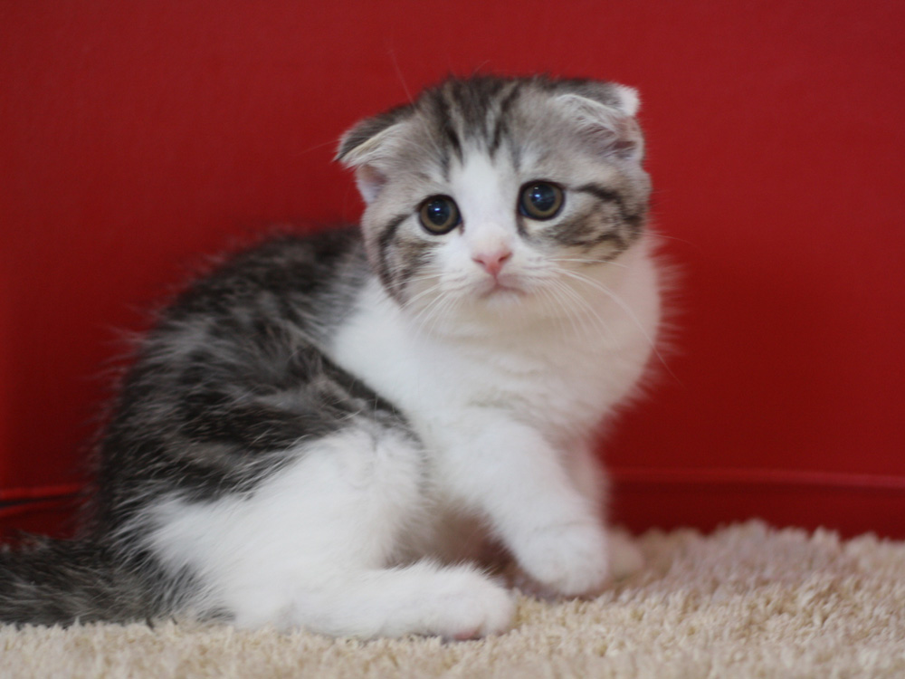 スコティッシュフォールドの子猫画像