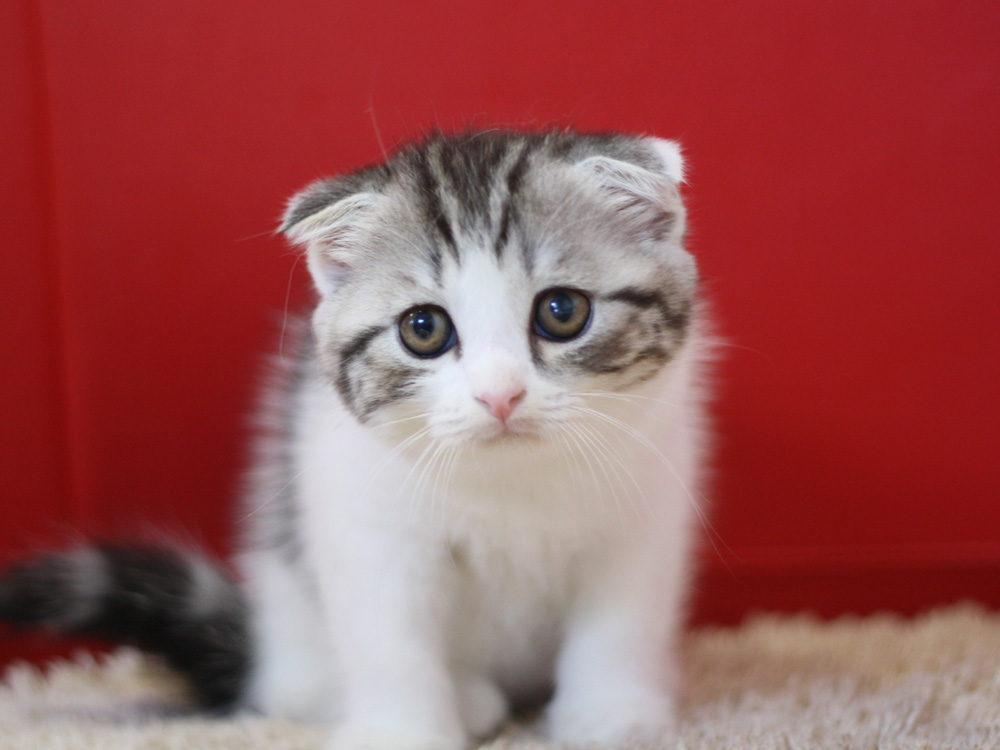 スコティッシュフォールドの子猫画像