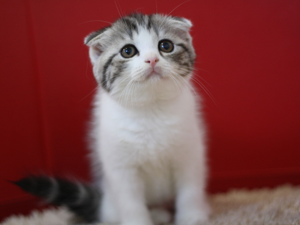 スコティッシュフォールドの子猫画像