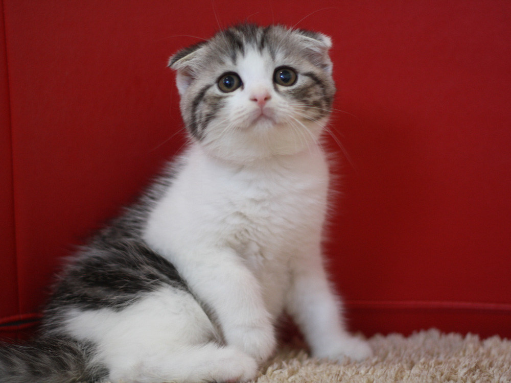 スコティッシュフォールドの子猫画像