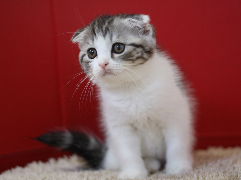 スコティッシュフォールドの子猫画像