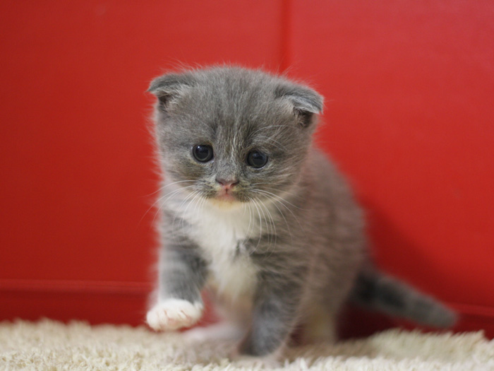 スコティッシュフォールドの子猫画像