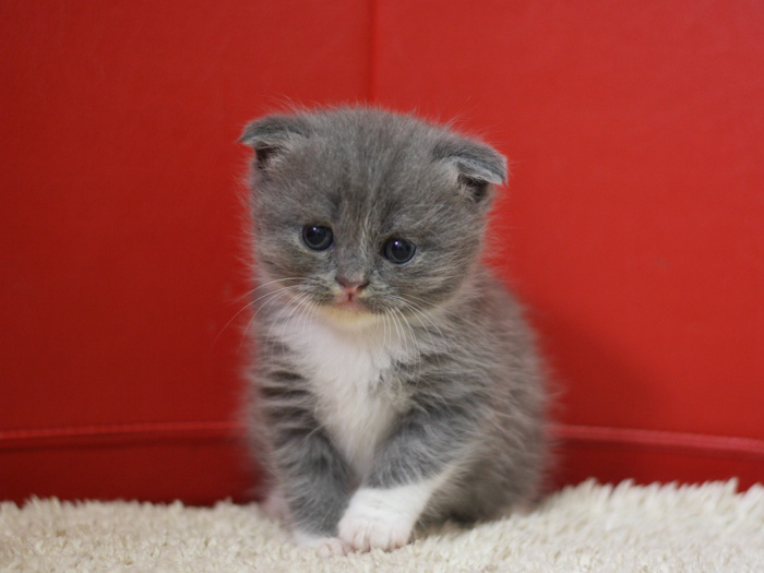 スコティッシュフォールドの子猫画像