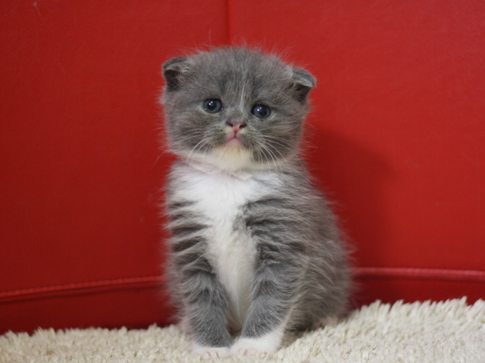 スコティッシュフォールドの子猫画像