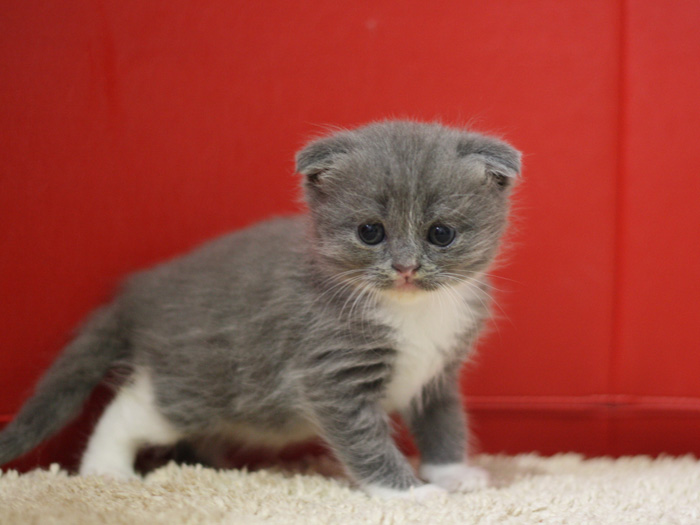 スコティッシュフォールドの子猫画像