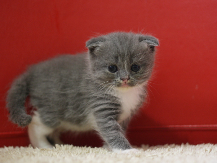 スコティッシュフォールドの子猫画像